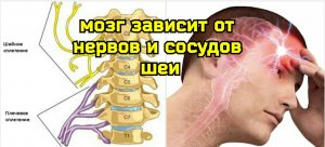 Защемление поперечного нерва шеи создает боль в голове и шее, мешает нормальному оттоку крови
