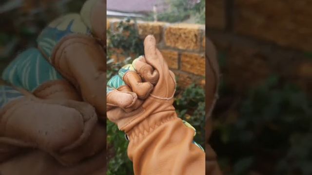 Перчатки,которые я использую в саду смотреть онлайн