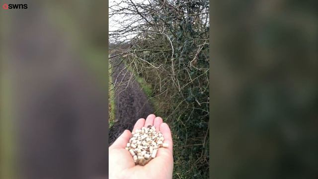 Stunning slow-mo videos show a robin swooping in to land on a mans hand to feed  SWNS