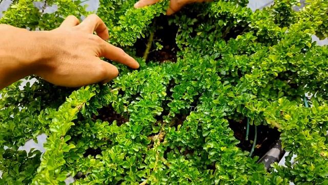 Sleeping Duranta Plant | Bushy outdoor plant | Care and propagation