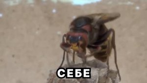 Загадочные шершни: Исследование удивительного мира насекомых