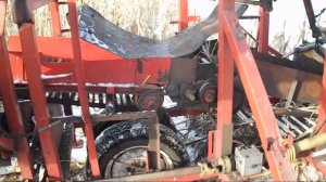 Уборка кукурузы в початках.