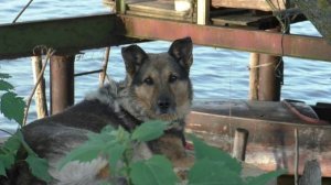 Яблочное-2023