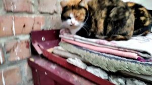 Четвероногие обжоры. Четвероногие друзья. #животные #помощьживотным #собака #кошки