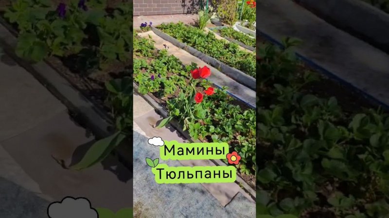 Какие у нас красивые тюльпаны #тюльпаны #сад #цветы