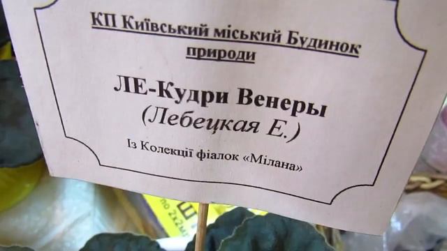 выставка фиалок 15 18 июля 2021 2ч смотреть онлайн