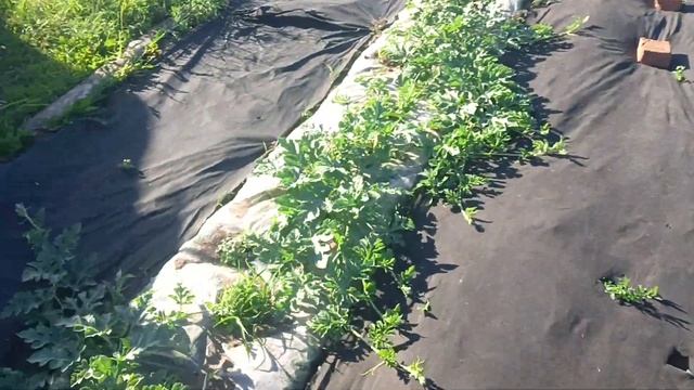 цветение арбуза смотреть онлайн