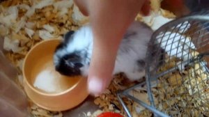 Весёлые джунгарики)