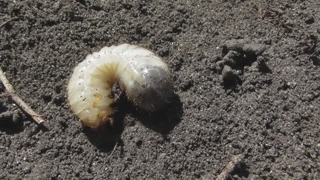 Личинка бронзовки золотистой. ( Cetonia aurata )