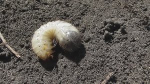 Личинка бронзовки золотистой. ( Cetonia aurata )