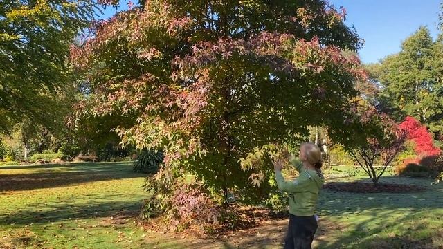 Everything you need to know about Liquidambar (Sweetgum). смотреть онлайн