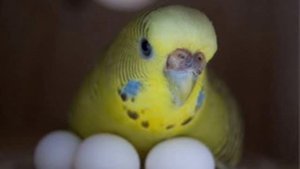 Гнездо попугаям: когда ставить?