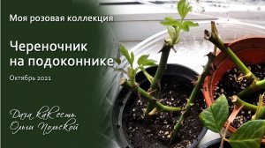 Моя розовая коллекция.  Череночник на подоконнике | Дача как есть. Хроника 2021