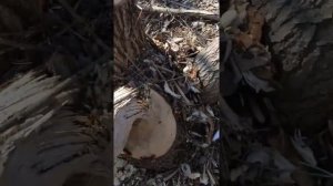 Бобры валят деревья