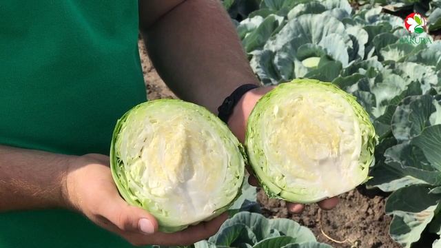 Сверхранний гибрид  белокочанной капусты Элиза F1 | Сакура Юкрейн | смотреть онлайн