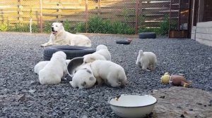 Щенята алабая аlabai puppies