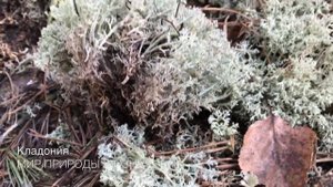 Лишайник Кладония или Олений мох- 2 в 1. Симбиоз водоросли и гриба, интересные сведения, ценность