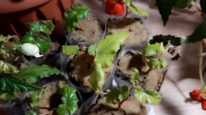 БЕГОНИЯ КЛУБНЕВАЯ  ЕЁ ЧЕРЕНКИ В ОКТЯБРЕ.МОЖНО ЛИ УКОРЕНЯТЬ ВЕРХУШЕЧНУЮ ЗОНУ БЕГОНИЙ. ИТОГ УКОРЕНЕНИ