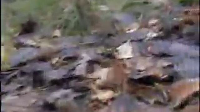 Осенний лес смотреть онлайн