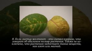 Возможные проблемы при уходе за фуксией. Болезни и вредители