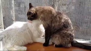 Леся и Сёма - Не сработала женская хитрость