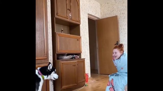 Хаски учится говорить смотреть онлайн