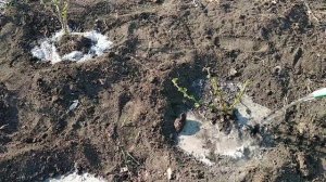 ПОЛЕЗНЫЕ СОВЕТЫ ПРИ ИСПОЛЬЗОВАНИИ ДРЕВЕСНОЙ ЗОЛЫ