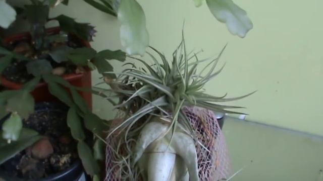 Едем в отпуск! А орхидеи? Орхидеи на лоджии! смотреть онлайн