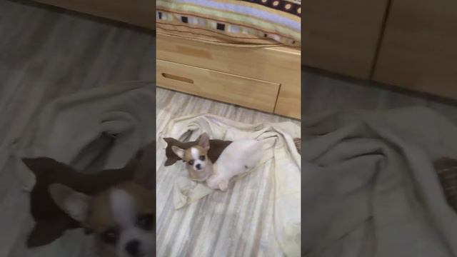 #чихуахуапродажа #чихуахуакупить обычный вечер
