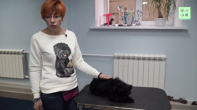 Груминг аффенпинчера. Следим за гигиеной собаки!