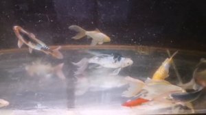 Карп кои и комета