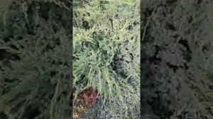 Стрижем можжевельники