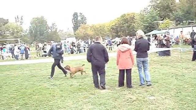 Чемпион Украины американский стаффордширский терьер смотреть онлайн