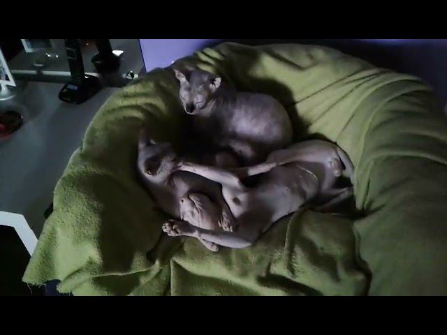 Ася, Бося и Аман смотреть онлайн