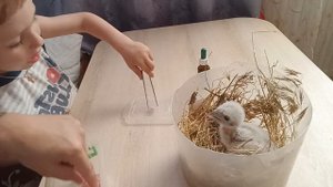 Нашли маленького птенца "Сапсан". Как мы его выхаживаем.