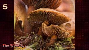 Mushrooms That're Most Poisonous & Dangerous