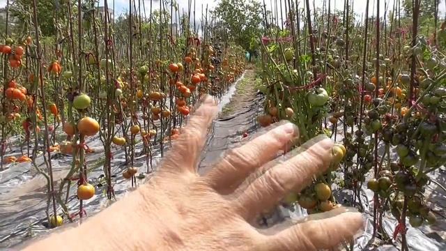 Обзор огорода с томатами 17 августа. Помидоры поспели вовремя! смотреть онлайн