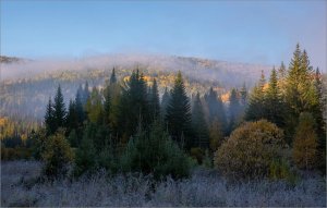 Таков священный закон тайги.