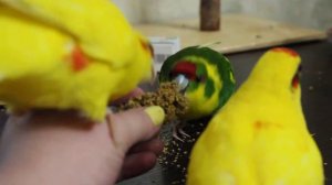 Мои какарики