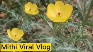 Beautiful yellow flower tree review | Learn yellow flower care