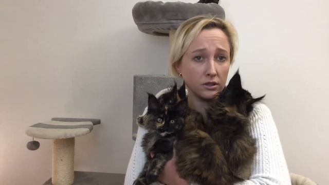 В большинстве стран существует поверье, что трехцветные кошки приносят счастье и удачу! смотреть онлайн