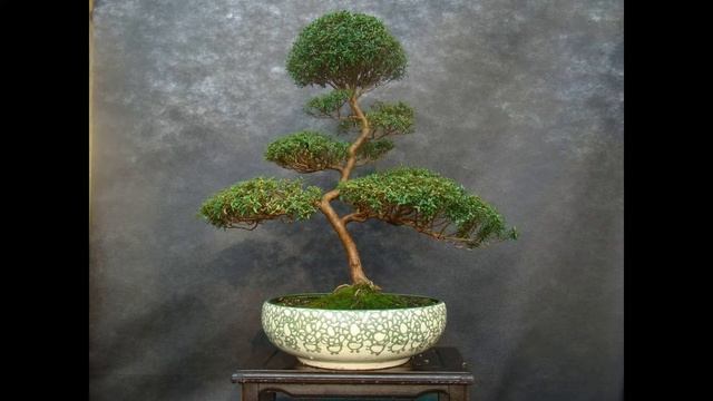 10 комнатных растений, притягивающих любовь и благополучие в семье смотреть онлайн