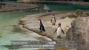 Об Александровском саде в Санкт-Петербурге: иногда его называют Адмиралтейским