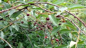 Плакучая вишня, что за сорт?