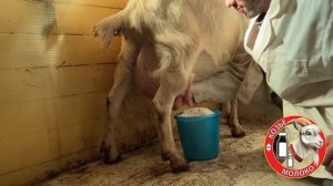 КАК ПОВЫСИТЬ УДОИ ЗАААНЕНСКИХ КОЗ Высокоудойные козы