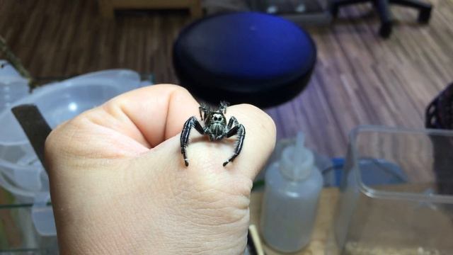 Giant Hyllus Diardi Male смотреть онлайн