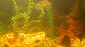 нанакара отметала икру на стенку аквариума.