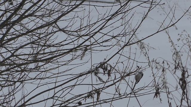 Наблюдение.Ополовники(живой звук) смотреть онлайн