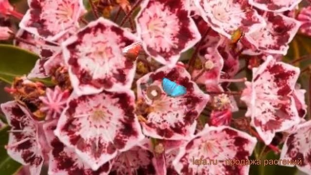 Кальмия широколистная Дженс Делайт ? обзор: как сажать, саженцы кальмии Дженс Делайт