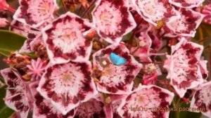 Кальмия широколистная Дженс Делайт ? обзор: как сажать, саженцы кальмии Дженс Делайт